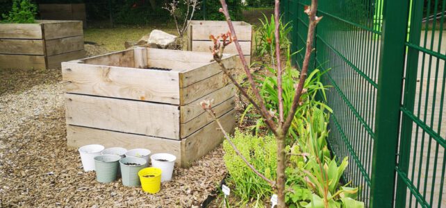Apfelbäumchen für unseren Schulgarten Apfelbäumchen für unseren Schulgarten