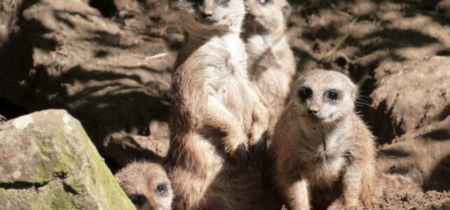 Schulausflug in die Zoom-Erlebniswelt Schulausflug in die Zoom-Erlebniswelt