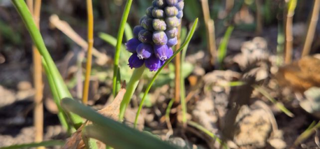 Frühblüher im Schulgarten Frühblüher im Schulgarten
